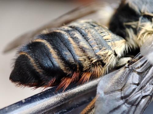 Réf. 317 867 : Megachile sp.